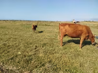 Kuh, Rotes Steppenrind — Foto 1
