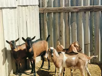 Ziegenbock, Nubian Goat — Foto 1