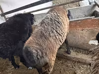 Sheep, Blackheaded Persian sheep — photo 4