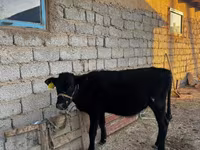 ثور, الماشية — الصورة 6