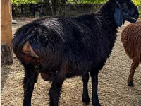 كبش, Hissar sheep — الصورة 2