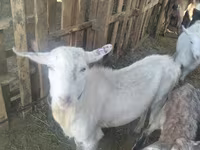 Cabra, Cabras — foto 3