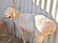 मेढ़ा, Rhon sheep — फ़ोटो 3