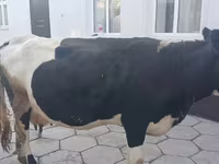 بقرة, Russian Black pied cattle — الصورة 2