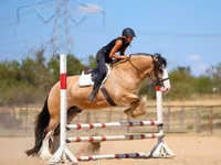 公马, Gypsy horse — 照片 4