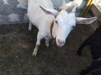 عنزة, Saanen goat — الصورة 1
