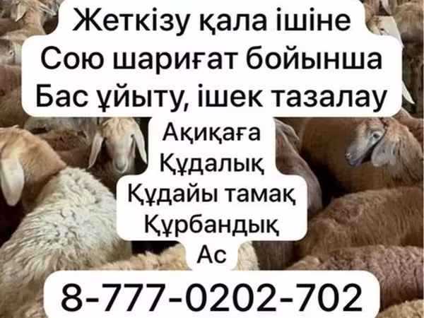 Schaf, Krasnoyarsk sheep