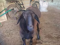 Баран, Гиссарская овца — фото 4