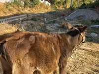 Bull, Brown Latvian — photo 2