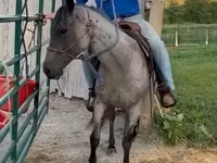 Caballo, Quarter Horse — foto 2