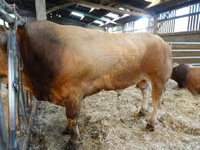 Toro, Partenaise cattle — foto 2