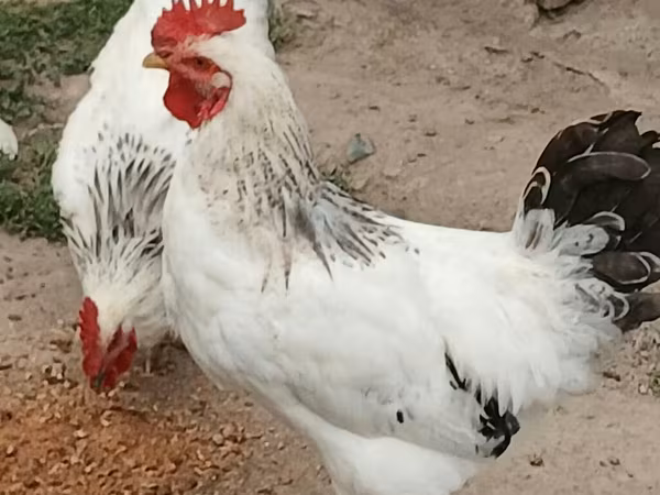 Adler Silver
