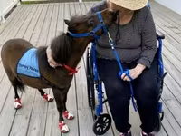 حصان, Miniature horse — الصورة 2
