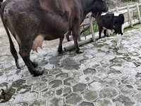 Vaca, Ganado vacuno — foto 5