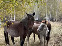 Mare, Horses — photo 5