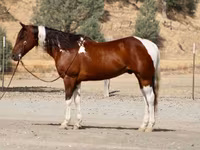 Caballo, American paint horse — foto 2