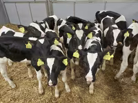 Cattle (batch, sex not specified), Holstein breed — photo 8
