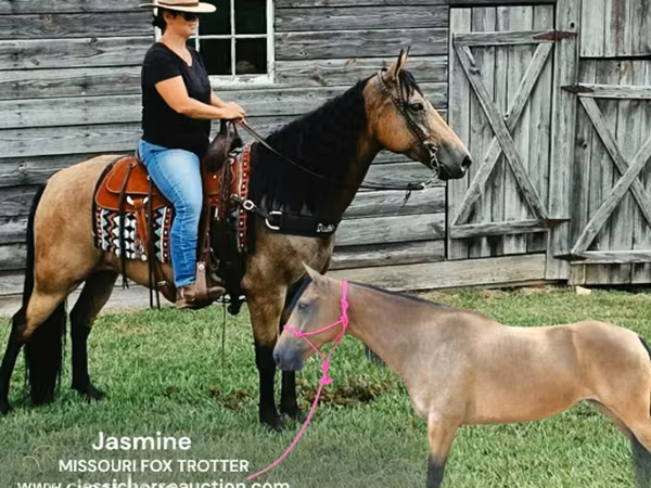 Yegua, Missouri foxtrotter