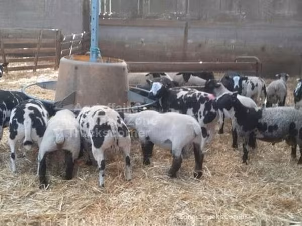 Widder, Zwartbles sheep