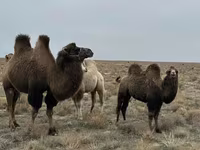 إبل (دفعة، الجنس غير محدد), Kazakh Bactrian camel — الصورة 1