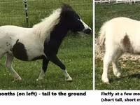 Caballo, Miniature horse — foto 7