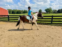 Horse (M), Pinto horses — photo 5
