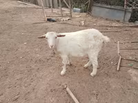 Ziege, Saanen goat — Foto 2