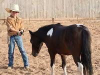 Horse (M), Pinto horses — photo 8