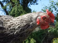 Chickens — Foto 4