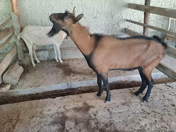 Козёл, Альпийская коза