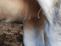 公牛, Simmental cattle — 照片 4