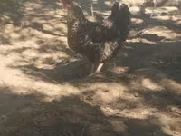 Slovenian Barred Hen — photo 2