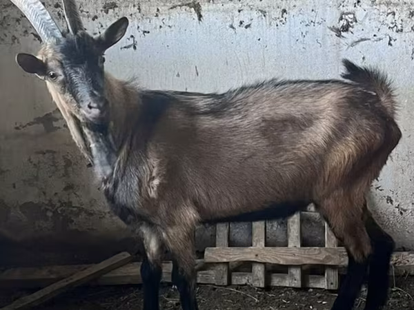 Ziegenbock, Oberhasli goats