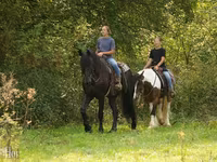 Horse (M), Friesian — photo 2