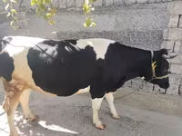 Kuh, Russian Black pied cattle — Foto 4