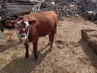 Cow, Hereford — photo 4