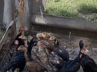 Chickens — الصورة 3