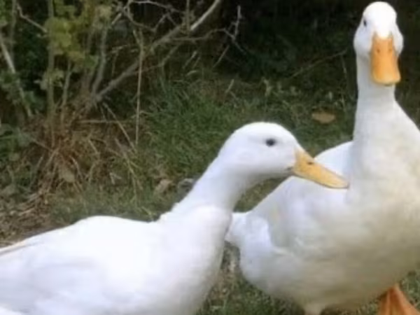 Немецкий пекин