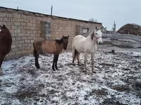 Yegua, Caballos — foto 2