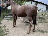 Mare, Kazakh horse — photo 5