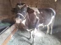 公牛, Russian Black pied cattle — 照片 3