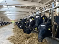 母牛, Holstein breed — 照片 2