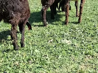 Sheep, Sheep — photo 3