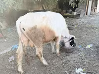 公牛, Cattle — 照片 1
