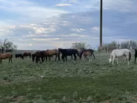 Yegua, Horse breed — foto 3