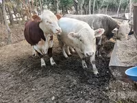 Toro, Simmental cattle — foto 6