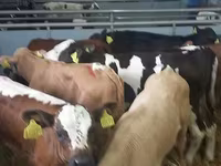 ثور, Simmental cattle — الصورة 3