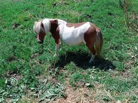 Stute, Australian Pony — Foto 3