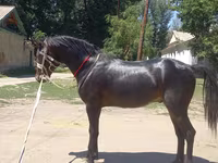 Caballo, Caballos — foto 1