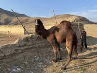 Camel, Camels — photo 4